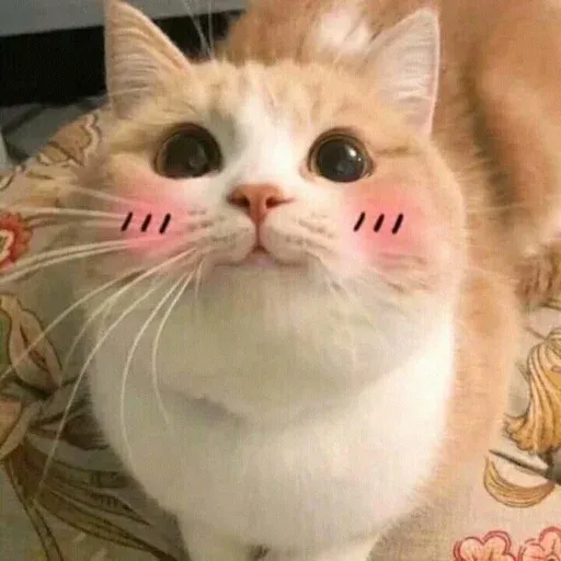 Catto sticker 39