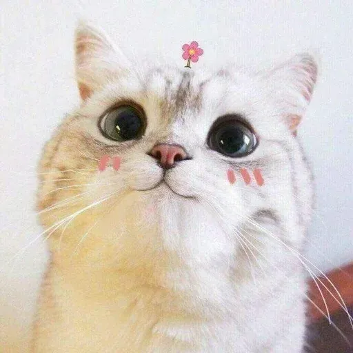 Catto sticker 40