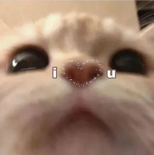 Catto sticker 5