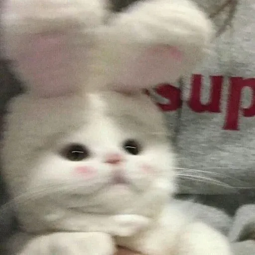 Catto sticker 41