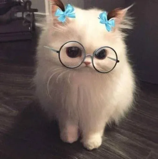 Catto sticker 42
