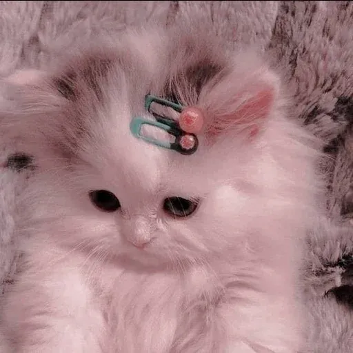 Catto sticker 43
