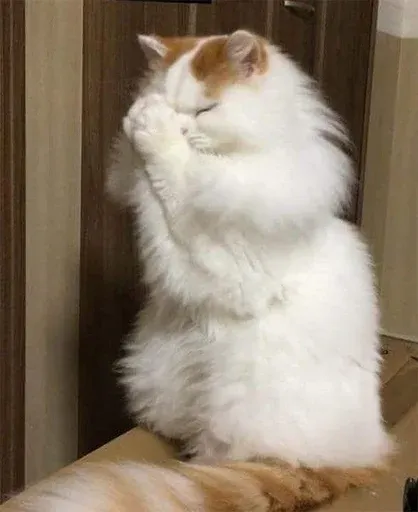 Catto sticker 50