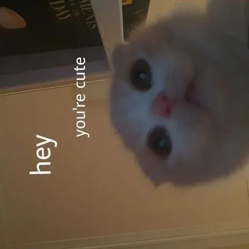 Catto sticker 6