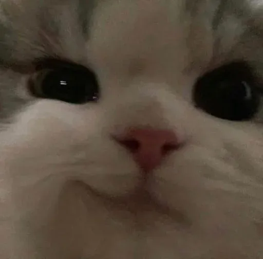 Catto sticker 51