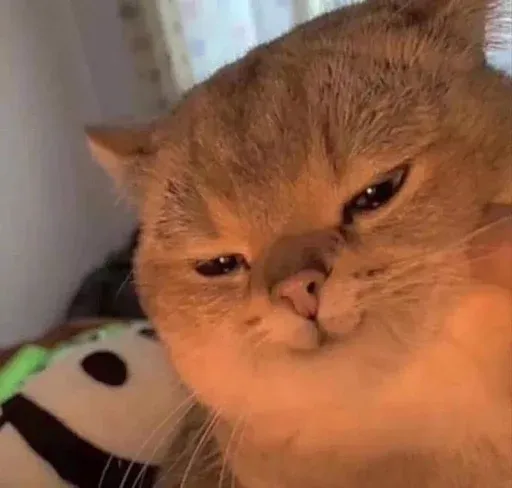 Catto sticker 52