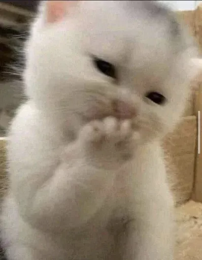 Catto sticker 54