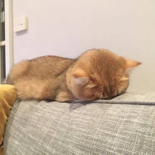 Catto sticker 56