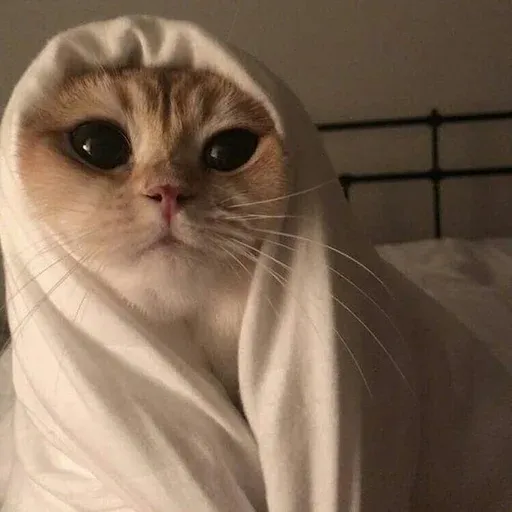 Catto sticker 59