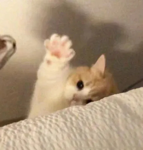Catto sticker 63