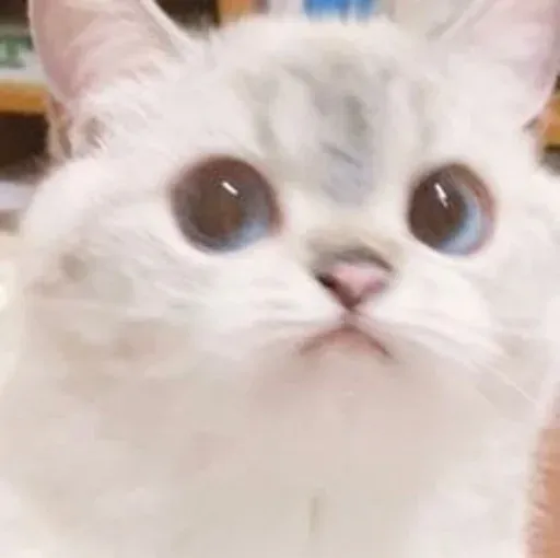 Catto sticker 64