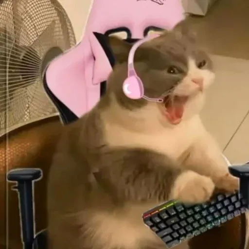 Catto sticker 66