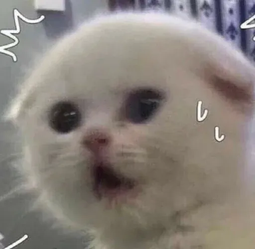 Catto sticker 69