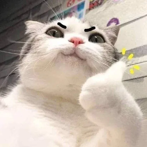 Catto sticker 70