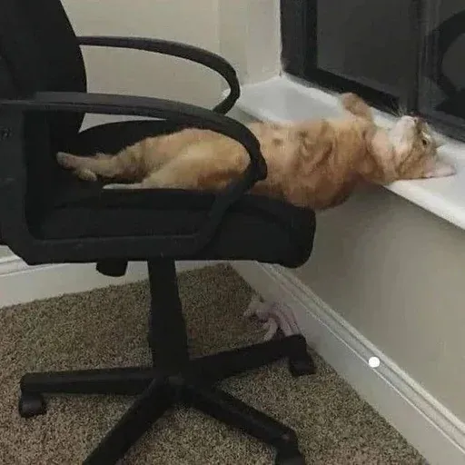 Catto sticker 8