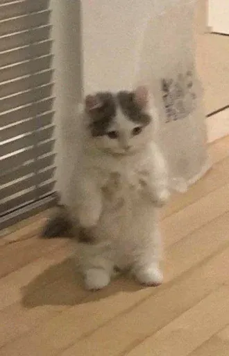 Catto sticker 71