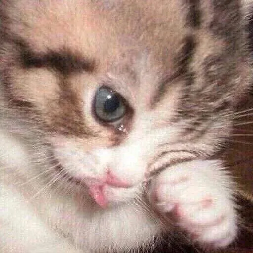 Catto sticker 9