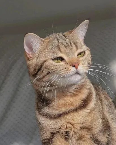 Catto sticker 81