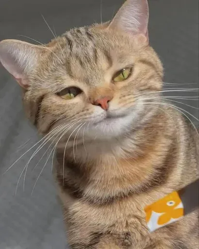 Catto sticker 84