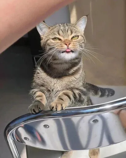 Catto sticker 87