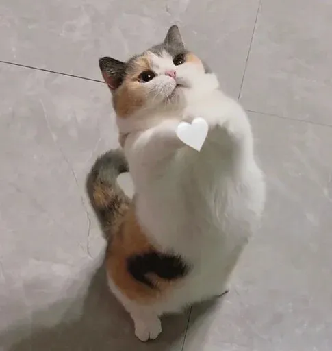 Catto sticker 94