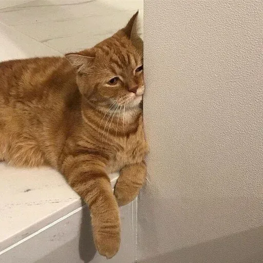 Catto sticker 96