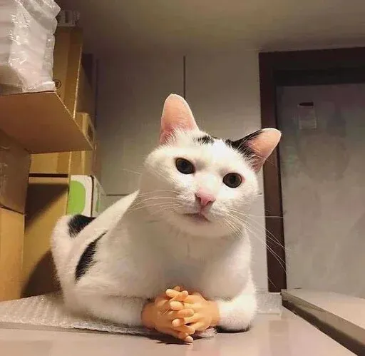 Catto sticker 98