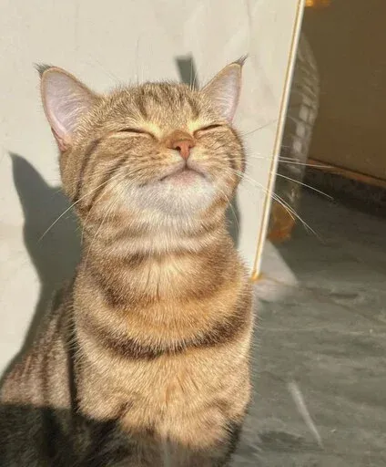 Catto sticker 100