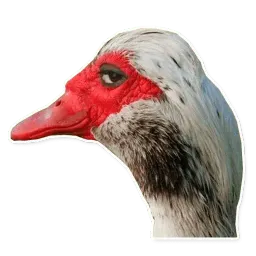 Гуси-хуюси Telegram sticker pack