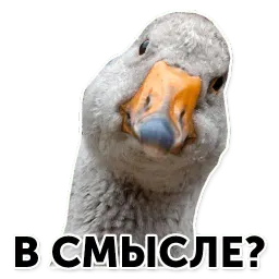 Гуси-хуюси sticker 8