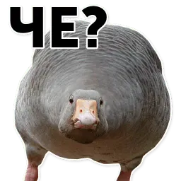 Гуси-хуюси sticker 9