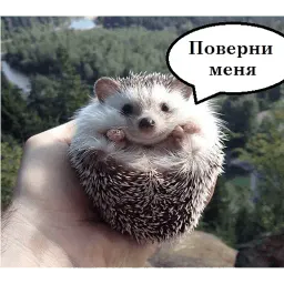 чотам sticker 2