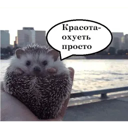 чотам sticker 5