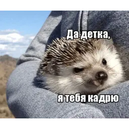 чотам sticker 6