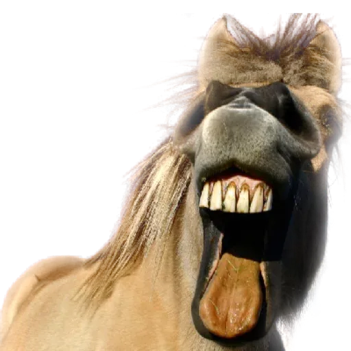 Horses4 sticker 2