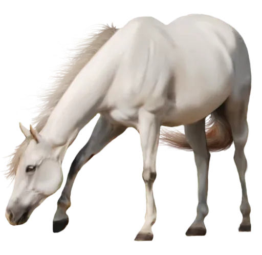 Horses4 sticker 11
