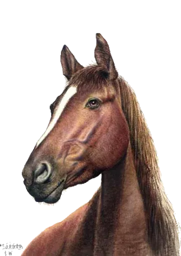 Horses4 sticker 12