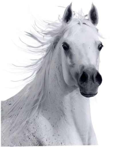 Horses4 sticker 15
