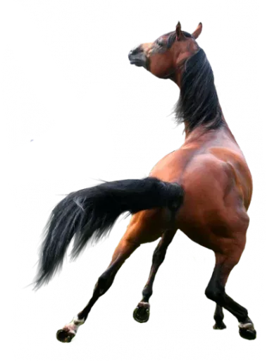 Horses4 sticker 18