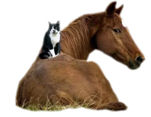 Horses4 sticker 19