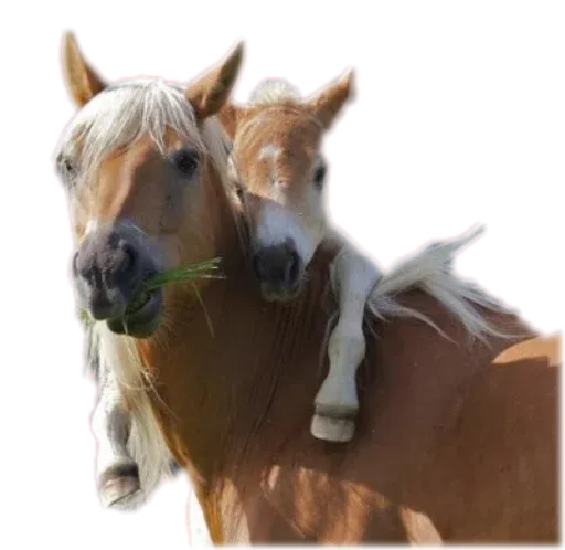 Horses4 sticker 3