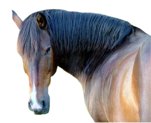 Horses4 sticker 4