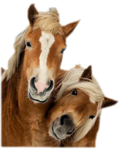 Horses4 sticker 5