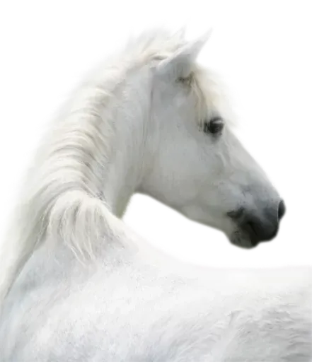 Horses4 sticker 7