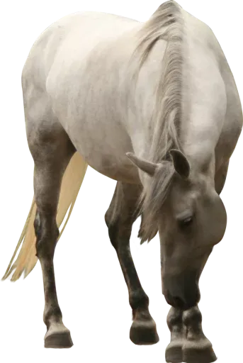 Horses4 sticker 8
