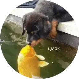 Я рыба ало sticker 6