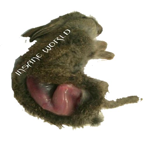 Dailieskux sticker 5