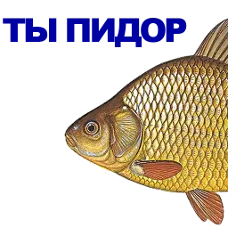 Карась sticker 2
