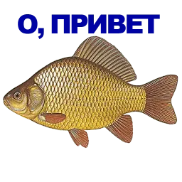 Карась sticker 4