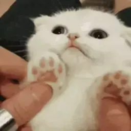 Котики sticker 2